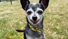 Pete Wicks: For Dogs' Sake (S2 E2)