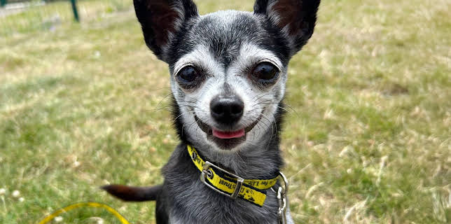 8:00 PM: Pete Wicks: For Dogs' Sake (S2 E2) (S2) | W | 11/27 2025