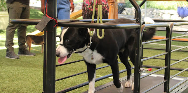 06:35: Cesar Millan: Better Human Better Dog - Bessere Menschen, bessere Hunde | Sixx | 3/1 2026