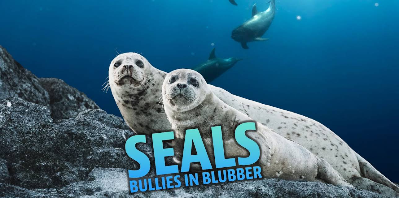 Seals Bullies in Blubber (2017)