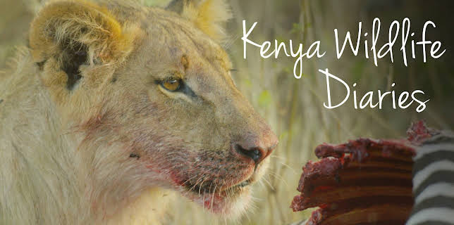 Kenya Wildlife Diaries