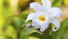 Schnittgut. Alles aus dem Garten