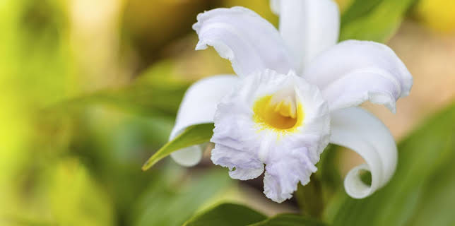 10:00: Schnittgut. Alles aus dem Garten | ARD Alpha | 2/13 2026