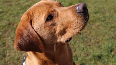 2:00 PM: The Supervet: Noel Fitzpatrick (S5 E4) (S5) | W | 3/22 2026