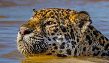 Jaguar contra cocodrilo