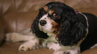 5:00 PM: The Supervet: Noel Fitzpatrick (S3 E12) (S3) | W | 4/14 2026