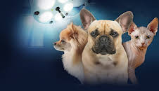 Leiden auf vier Pfoten