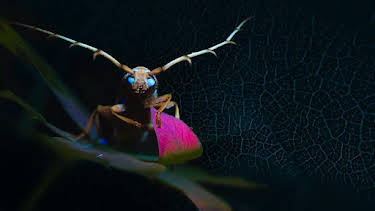 1:15 AM: Mysterious Origins of Insects | BBC Four | 1/8 2026