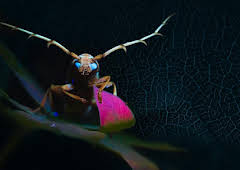 Mysterious Origins of Insects