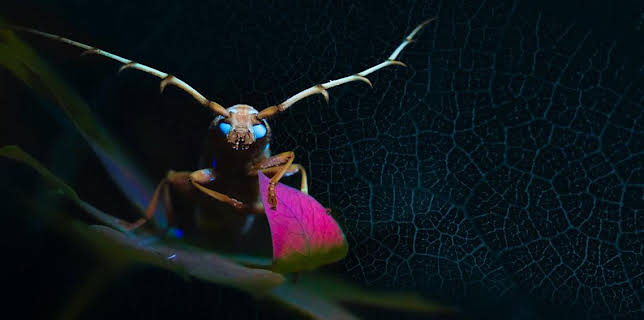 12:15 AM: Mysterious Origins of Insects | BBC Four | 1/8 2026