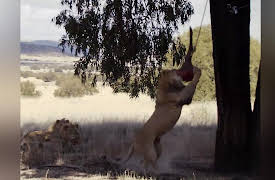 Feeding Frenzy: Season 1: Lion Feeding Frenzy