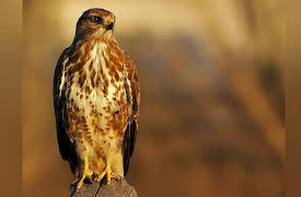 Wild Italy: Living with Volcanoes: Islands of Wind and Fire