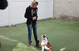 Dog: Impossible: The Tormentor