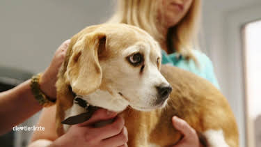 10:25: Die Tierärzte - Retter mit Herz (57) | WDR Fernsehen | 3/31 2026