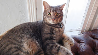 07:25: My Cat From Hell (S5 E14) (S5) | TLC | 12/31 2025