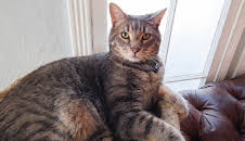 My Cat From Hell (S5 E14)