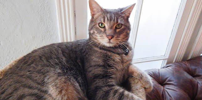 16:00: My Cat From Hell (S5 E14) (S5) | Animal Planet | 11/16 2025