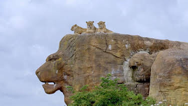 1:35 PM: Go Wild (S2) | Cbeebies | 2/2 2026