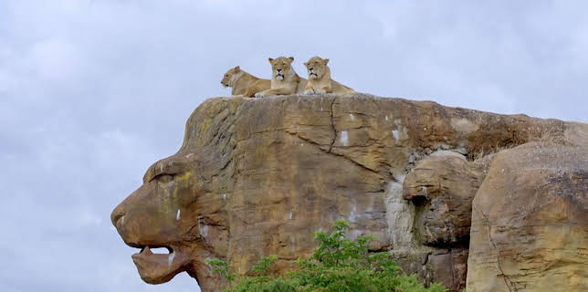 12:35 PM: Go Wild (S2) | Cbeebies | 1/3 2026