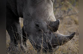 Keeping Up with the Kruger: Africa's Nightmare