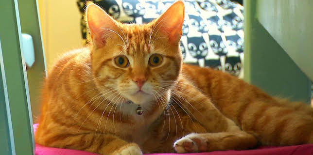 5:15 PM: Peataichean/Pets (S1 E12) (S1) | BBC Alba | 2/27 2026