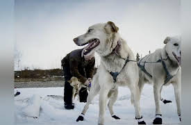 Yukon Men Season 1: On Thin Ice