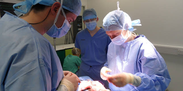 00:00: Animal ER (S1 E9) (S1) | Animal Planet | 10/31 2025