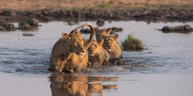 09:30: Ville familiar: Løvemor | NRK Super | 1/9 2026