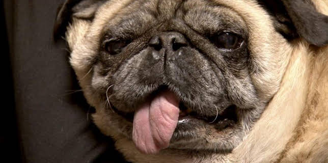 2:00 PM: Dr. Jeff: Rocky Mountain Vet (S1) | Discovery Channel | 3/24 2026