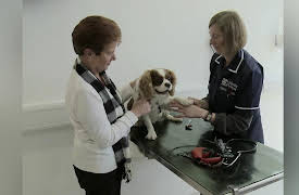 Animal ER: Unhappy Pet, Unhappy Owner