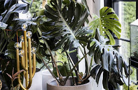Magnolia Workshops: Caring For Common Houseplants: Monstera
