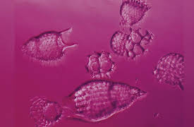 Introduction to Paleontology: Our Vast Troves of Microfossils