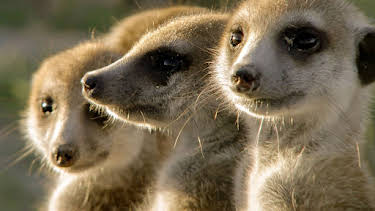 15:35: Die sozialen Netzwerke der Tiere (2/5) | Arte | 4/28 2026