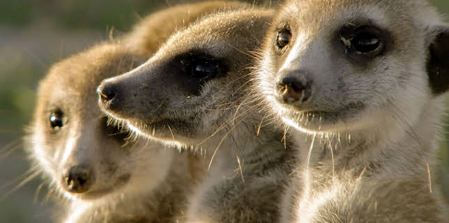 17:50: Die sozialen Netzwerke der Tiere (2/5) | Arte | 3/25 2026