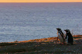 discovery+ Immersions, Season 1: Patagonian Penguins
