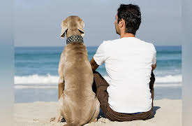 Dog Training 101: Tricks: Distance Drop, Frisk, Sit Pretty