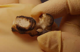 Dead Famous DNA: Episode 1