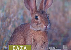 A conejos en Portugal