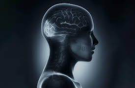 Understanding the Brain: The Visual System—The Cortex