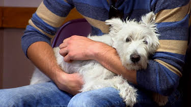 12:15: Dyrlegen i Rocky Mountain (S2 E7) (S2) | Animal Planet | 1/3 2026