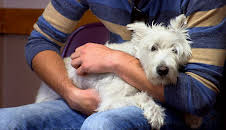 Dyrlegen i Rocky Mountain (S2 E7)