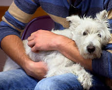 Dyrlegen i Rocky Mountain