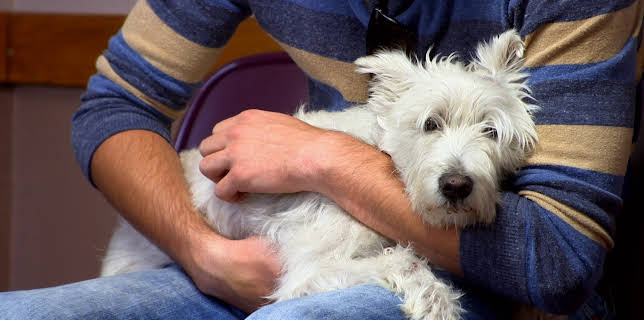 15:00: Dr. Jeff: Rocky Mountain Vet (S2 E7) (S2) | Animal Planet | 11/9 2025