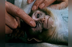 Wild Assassins: Disease