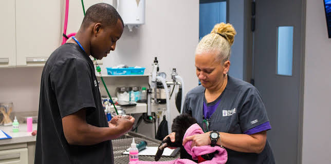 11:15: The Vet Life (S2 E2) (S2) | Animal Planet | 12/9 2025