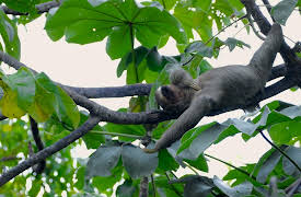 World of the Wild: Amazon Rainforest