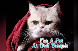 I'm A Pet At Dali Temple: I'm A Pet At Dali Temple EP7