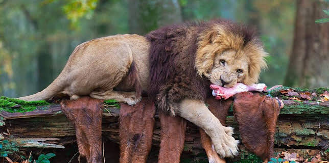 10:45 AM: Animal Park | BBC One | 12/19 2025