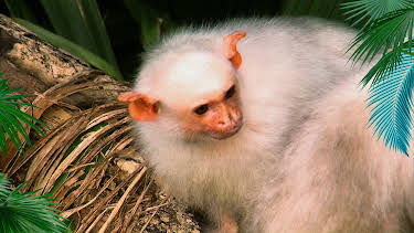 10:35: Elefant, Tiger & Co. | MDR Fernsehen | 4/17 2026