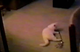 Funniest Pets and People: Tight Squeeze